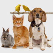 SOON: ANIMALS - Find your pet. Real-time location